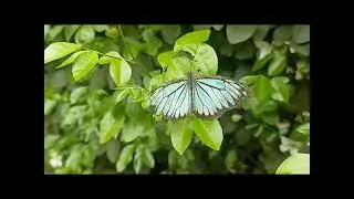 Basking of common wanderer butterfly