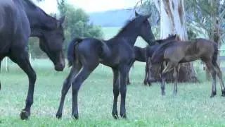 Friesian horses : Gramayre Kiara : FriesianHorse.com.au