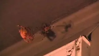 Cross Orbweavers