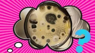 What's the Difference Between Mold and Mildew?
