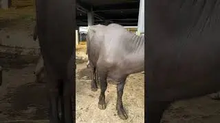 the buffalo cries😭 #buffalo #viralvideo #animals #localfarm #farming #kalabaw