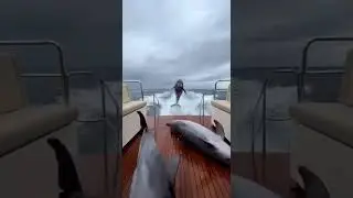 DESPERATE JUMP! Dolphins Escaped a Giant Ocean Threat #wildlife #ocean #dolphins