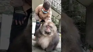 The most beautiful Monkey of China #shorts