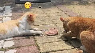 How much do cats love meat? Which cat finally got the canned food? Funny cats!