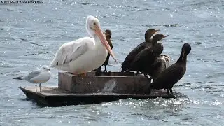 Pelican, gull and cormorants preening and resting #birds #nature