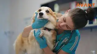 Therapeutic Laser Therapy for Pets | Safe, Effective Pain Relief for Animals