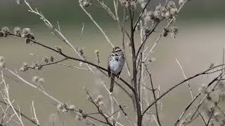Song Sparrow Calling | Open Prairie | Wisconsin