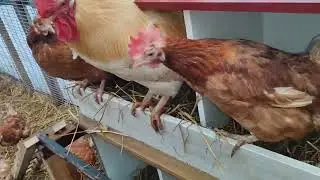В ТЕПЛИЦЕ ВСХОДЫ ЯИЦ📌МЕШАНКА ВСЕЙ ПТИЦЕ .СБОР ЯИЦ 🥚