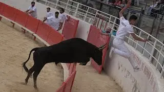 FOS SUR MER-Ligue-Course Camarguaise-12/06/2024-Plo/De Layale/Allard