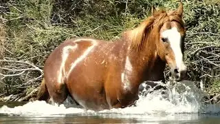 Wild Horse with a Mighty Splash in the American West