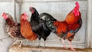 Amazing chicken rooster & hens relaxing @ Home 🏡 🐓🐔 #birds 