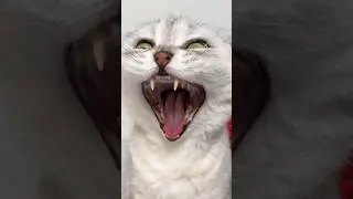 Cats&hellip; #cat