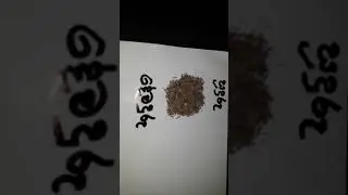 Suduru/Mahaduru/Dawaduru/Kaluduru