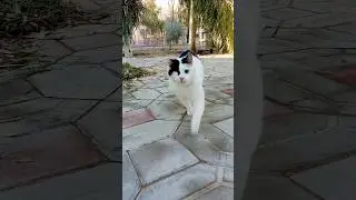 Oxy is a cute and kind cat with a beautiful eye🐱 reverse video 📷📷#streetcats #cat