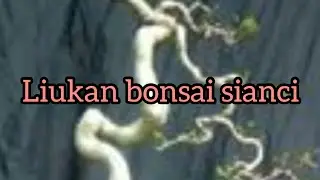 Liukan bonsai sianci