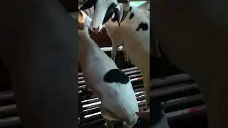 Domba rebing yang pendiam 