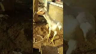 jati kodi petta good rooster