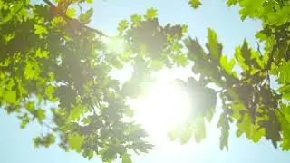 Leaves, oak, tree free stock video  Free for use & download