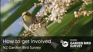 How to get involved in the NZ Garden Bird Survey