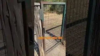 Short: Easiest Door Design Ever #dog #dogpark #dogs #design #travel #vanlife
