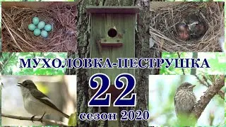 От гнезда до птенца. Хроника событий. Мухоловка-пеструшка. (Ficedula hypoleuca) 22 серия. Сезон 2020