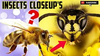 || Top 5 Insects Closeup's || 😱🔥With Scientific Names 🐜💯