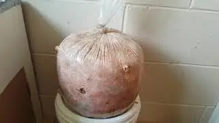 OYSTER MUSHROOM GROW BAG