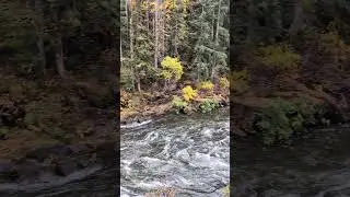 Nanaimo River along Pipeline Trail on a wet day - Fall colours are out!