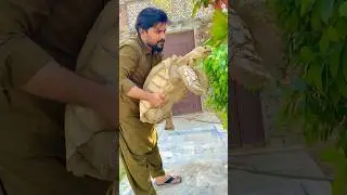 Cute Big Sulcata Tortoise Turtle #shorts #ytshorts #turtle #tortoise #pets #viral #viralshorts