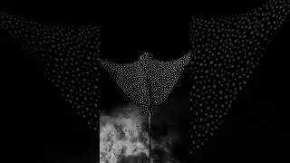 Spotted Eagle Ray Cruising #spottedeagleray #stingray #eagleray #ray