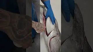 amazing tuna fish cutting skills in japanese #fishcutting #fishcutting_videos #fishcuttingskill