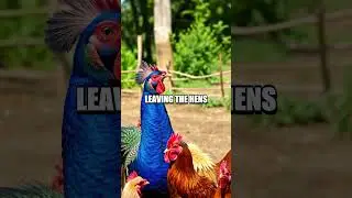The Hilarious Antics of Prankster Peacocks