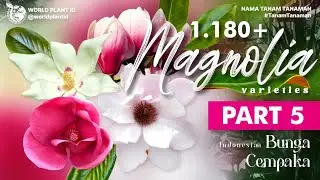 Более 1180 сортов магнолии. Часть 5 | Цветок цемпаки | Цветок | Крупный цветок | Красная цемпака ...