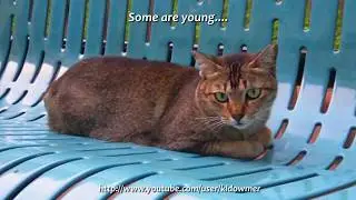 Community Cats Of Singapore