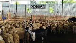 sheep #goat #pet #vet #vetarnary #instagram #shorts #viral #explorepage 