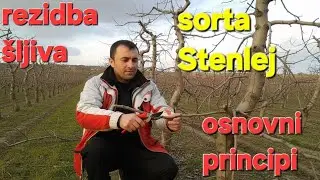​Bez ovoga ne reži &scaron;ljivu! (Najjači efekat) #pruning #fruitcutting #fruit #agriculture #rezidba#tree