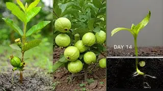 Plant growing time lapse from seed || #new_gardening_ideas #grafting #time_lapse