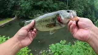 A quick Topwater Game!