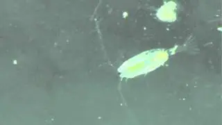 Calanus