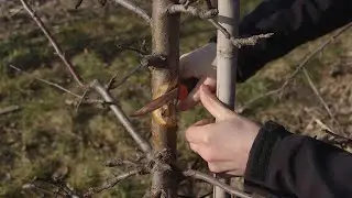 Jak ciąć oraz usuwać zgorzele i raki? Pielęgnujemy jabłonie w sadzie Huberta Michalskiego w Mostkach