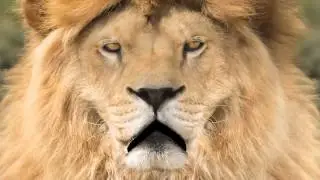 Animal Instincts II - Trust Your Instincts When Renting Commercial Real Estate in MN