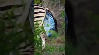 Baby Zebra Birth #shorts