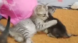 Cute and adorable kittens playing || cat vidios