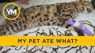 New Episodes of 'My Pet Ate What?' on CTV Wild | Your Morning