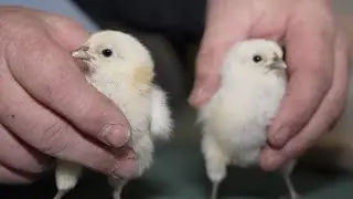 High demand for chicks: Poultry farmers say cost of eggs leading people to buy chickens