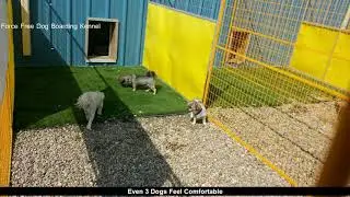 Best Review Pets Boarding Pet Hotel near me