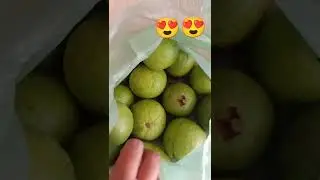 Guava lovers| Guava plants | Healthy Fruits#shorts #youtubeshorts #guavalovers #guava