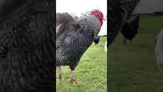 Giant Rooster flapping his wings in slow motion..