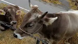 Viehschau, Herisau | Event for the cow's in Herisau, Appenzell Ausserhoden 2024