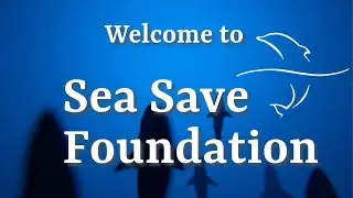 Why Sea Save Is Fighting to Protect Our Oceans &ndash; And Why You Should Care!